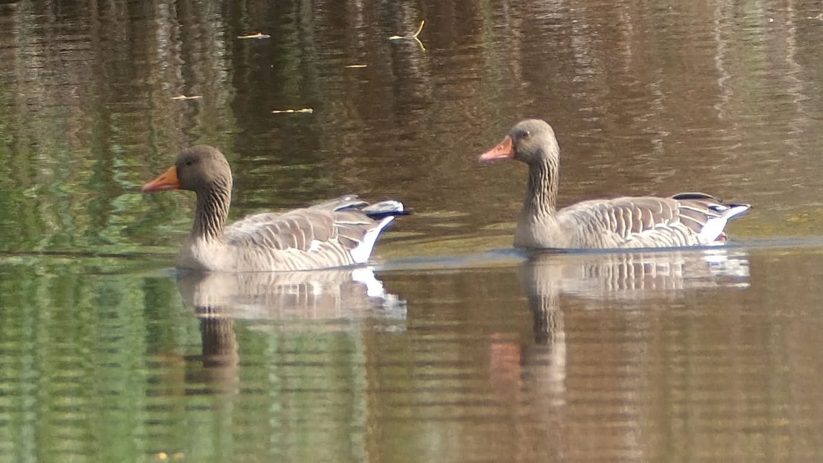 Graylag Goose - ML645455411