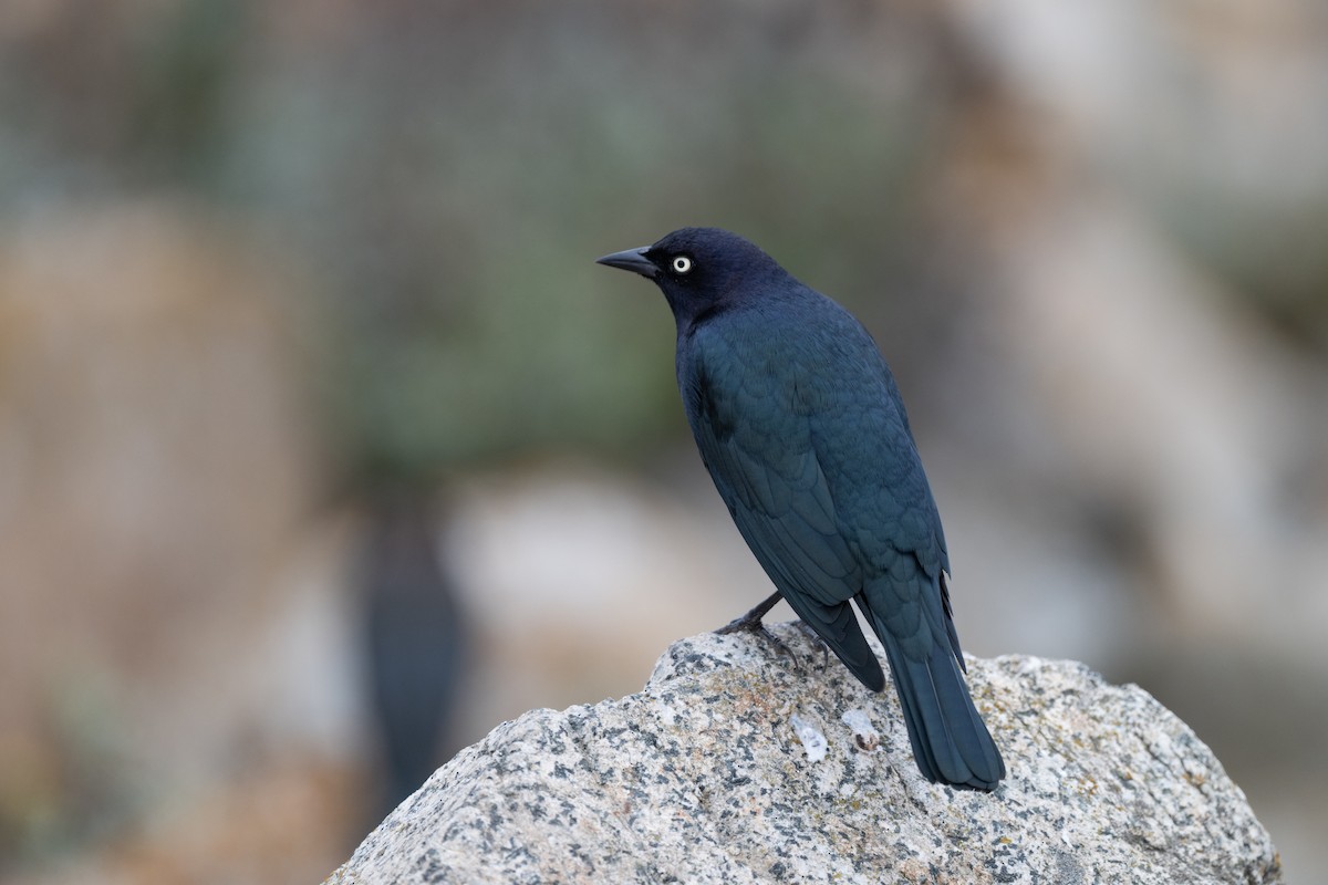 Brewer Karatavuğu - ML645455412