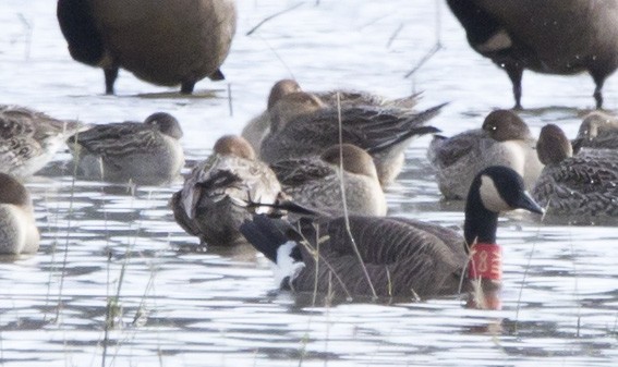 Canada Goose - ML645455413