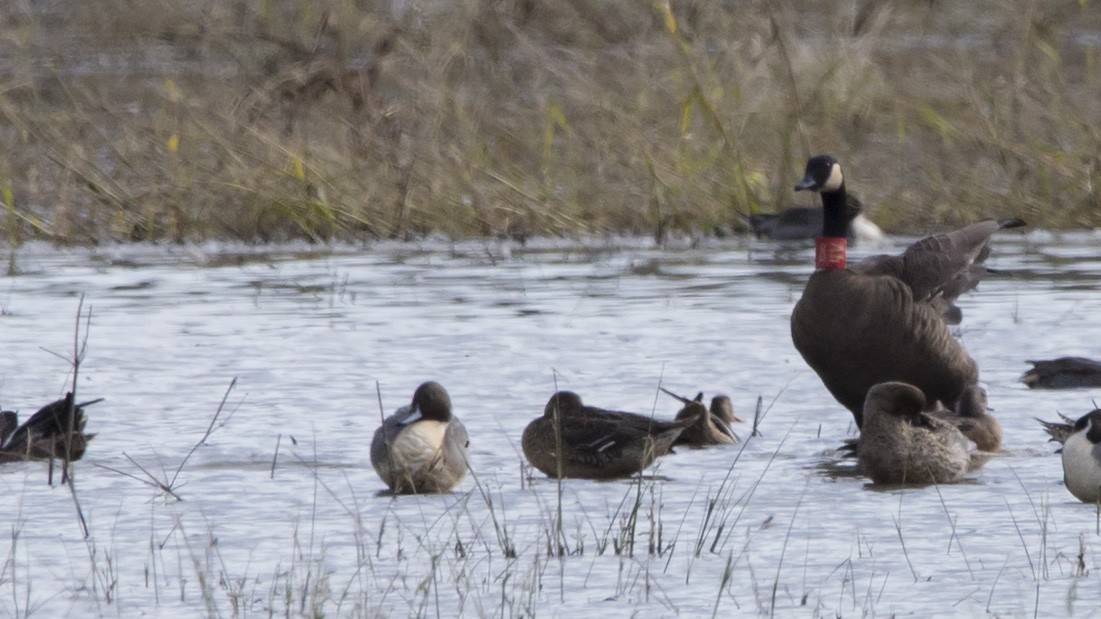 Canada Goose - ML645455415