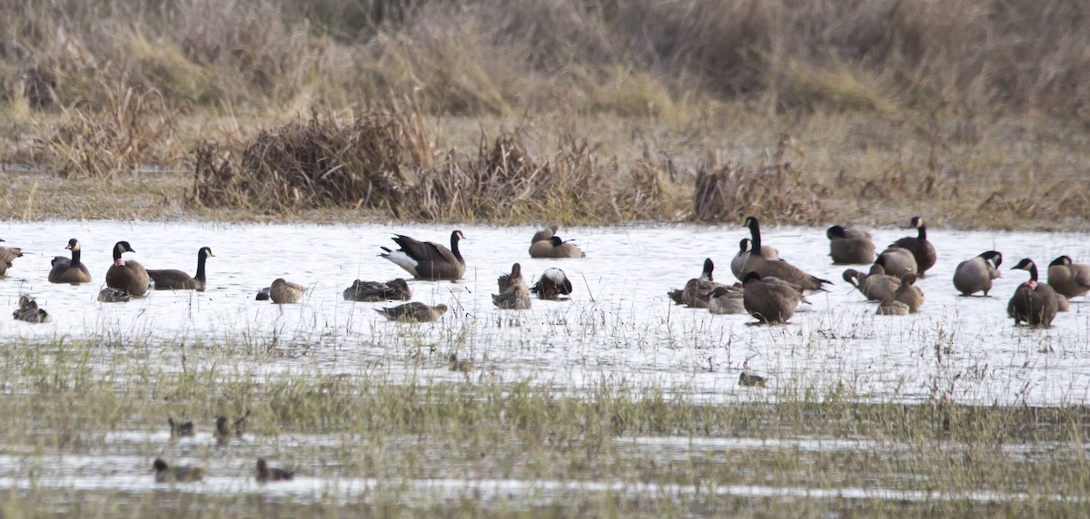 Canada Goose - ML645455416