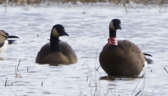 Canada Goose - ML645455418