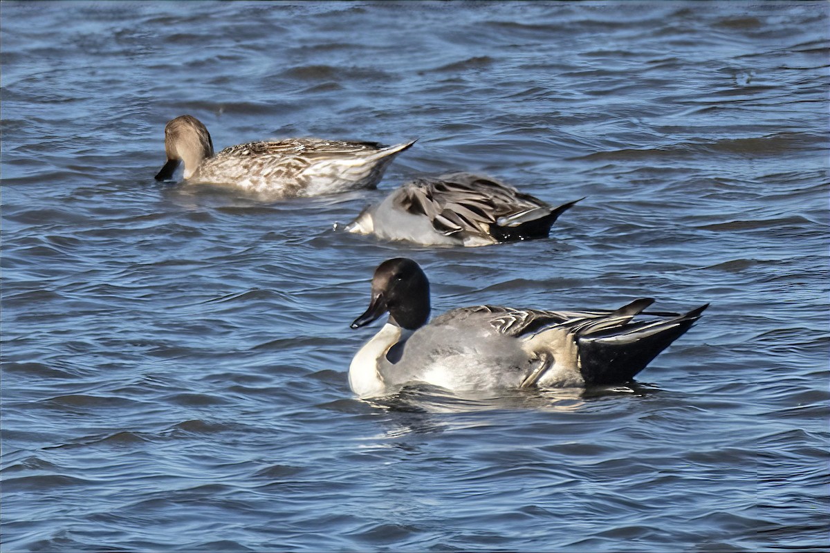 Northern Pintail - ML645455419