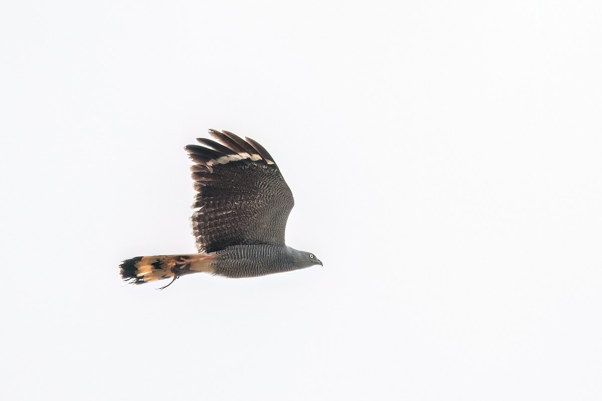 Crane Hawk - ML645455420