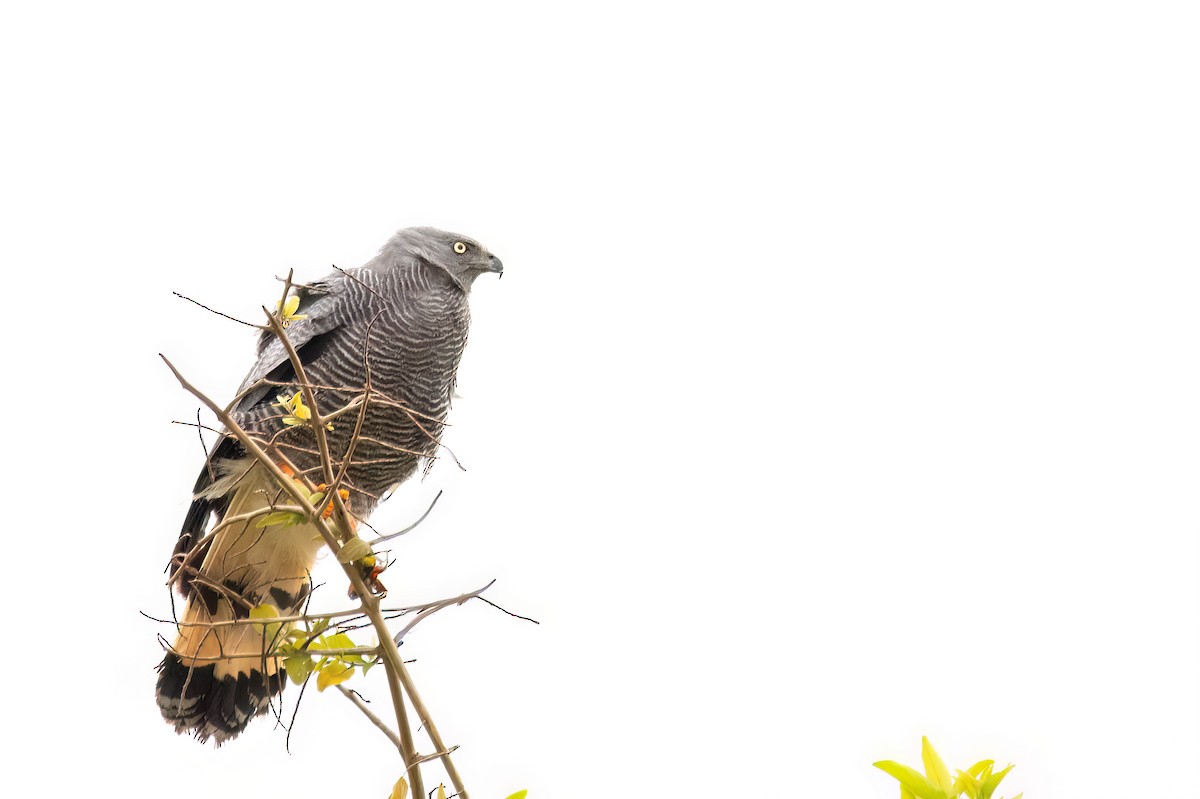 Crane Hawk - ML645455422