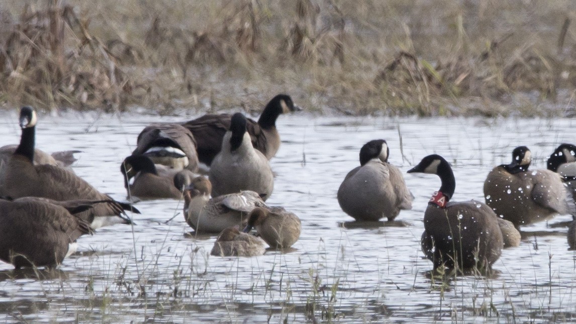 Canada Goose - ML645455423
