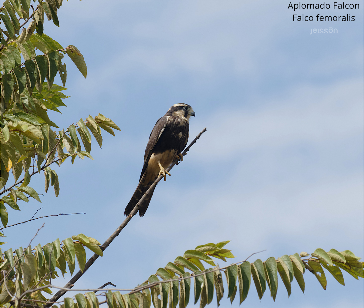 Aplomado Falcon - ML645455427