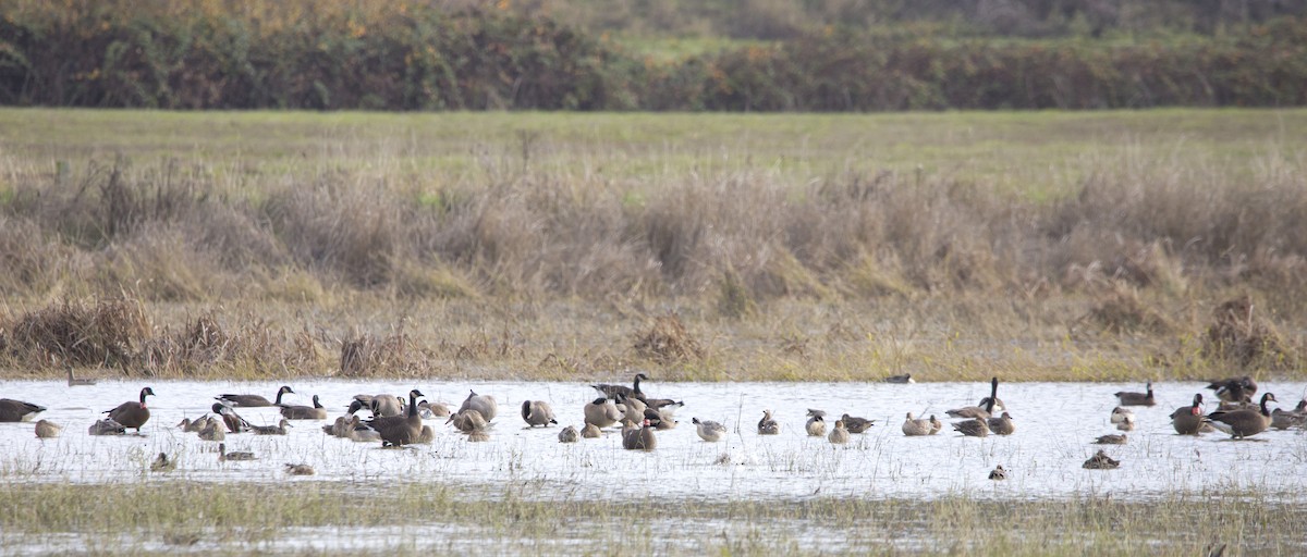 Canada Goose - ML645455435