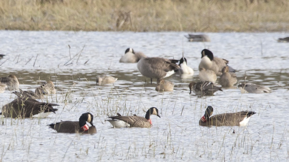 Canada Goose - ML645455441