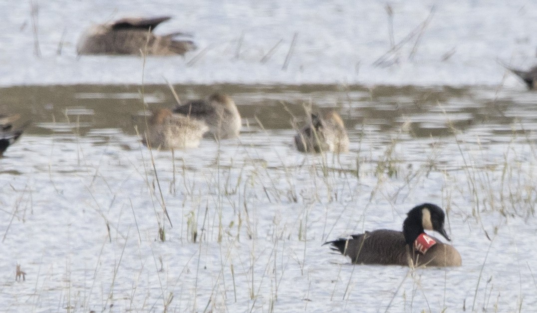 Canada Goose - ML645455448