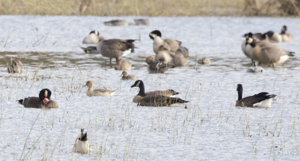 Canada Goose - ML645455449