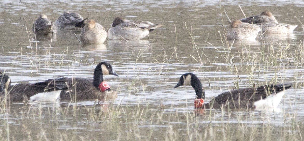 Canada Goose - ML645455452