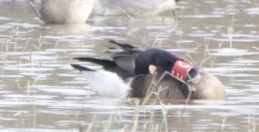 Canada Goose - ML645455462