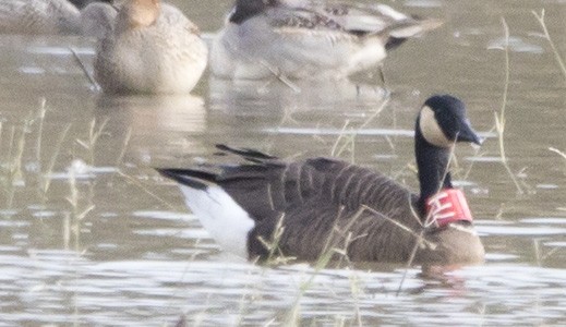 Canada Goose - ML645455471