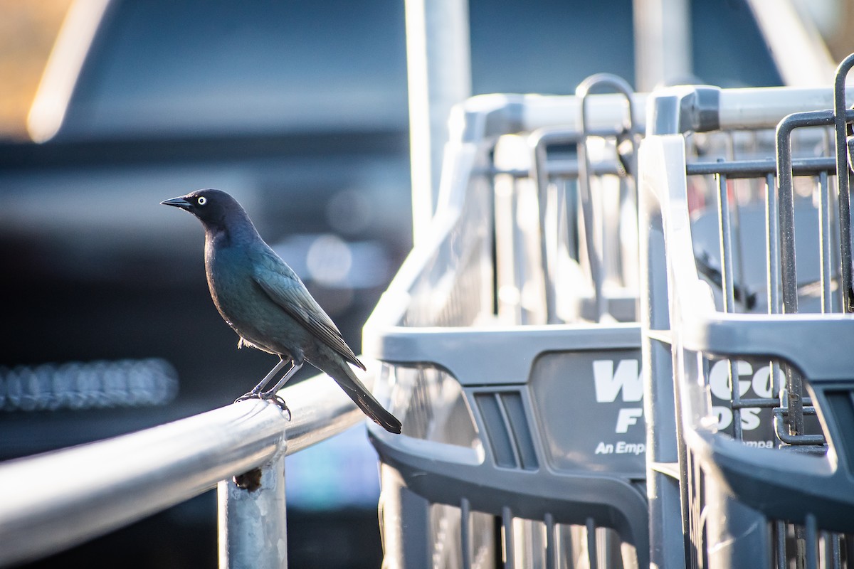 Brewer Karatavuğu - ML645455472