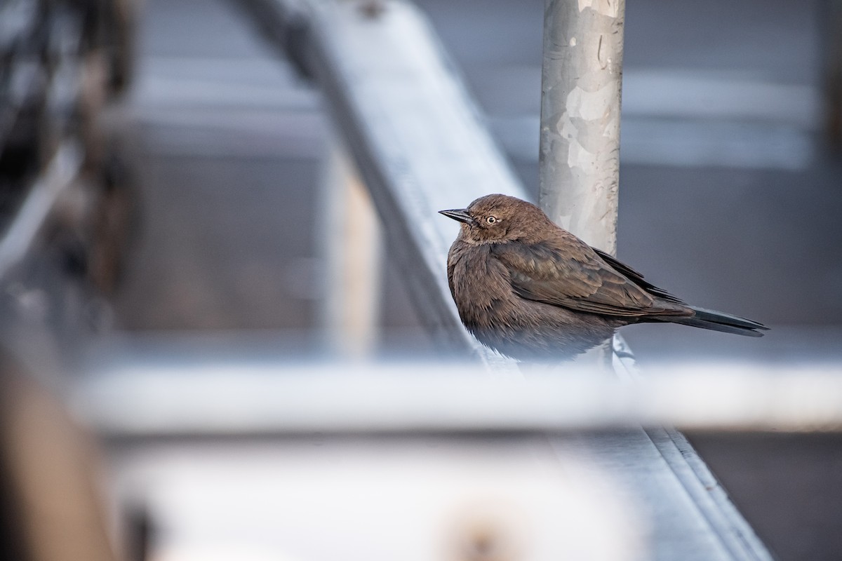 Brewer Karatavuğu - ML645455473