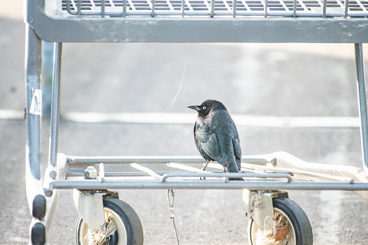 Brewer Karatavuğu - ML645455474