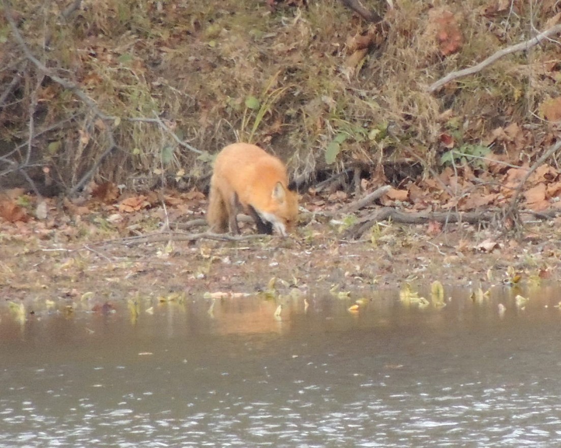 Animals - ML645455489