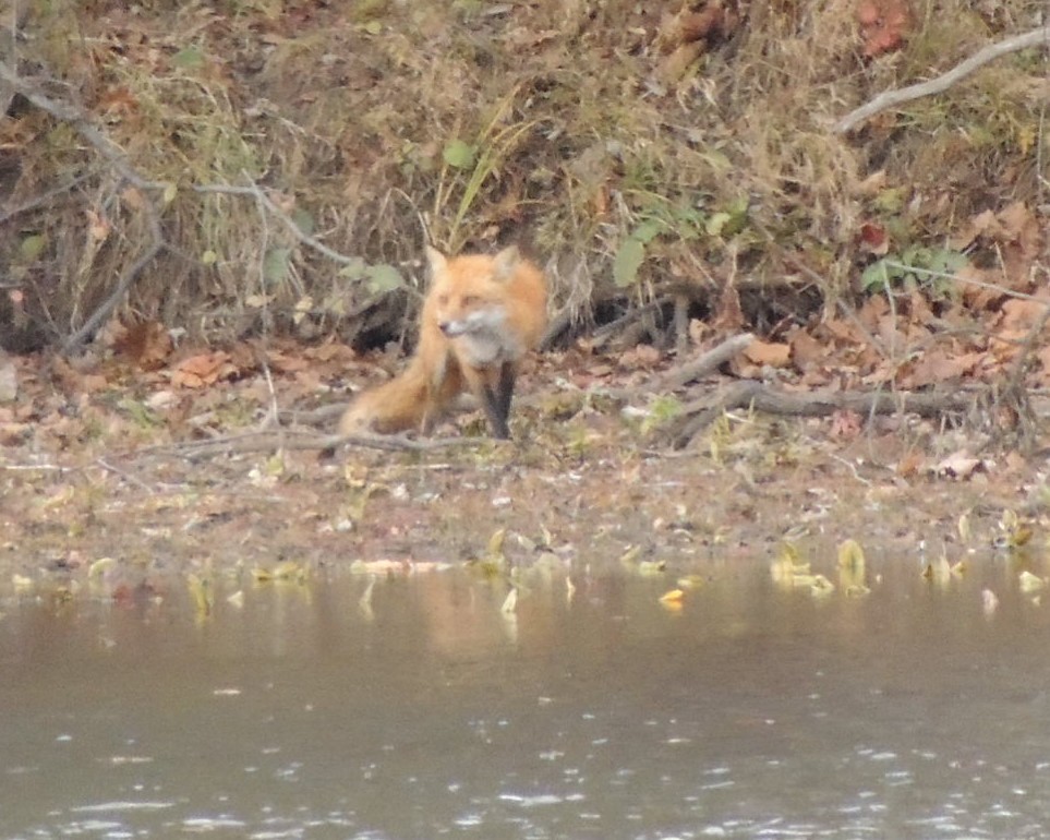 Animals - ML645455490