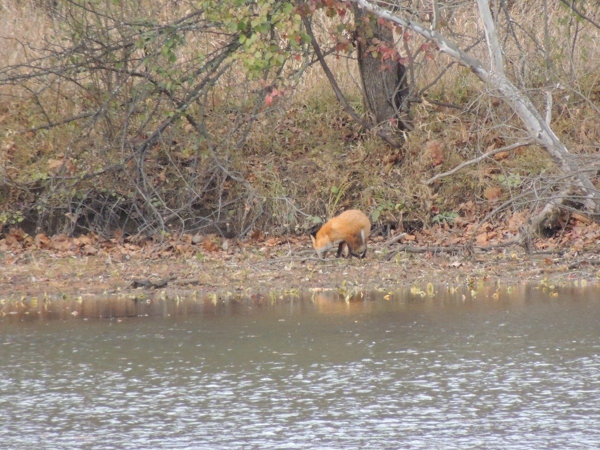 Animals - ML645455491