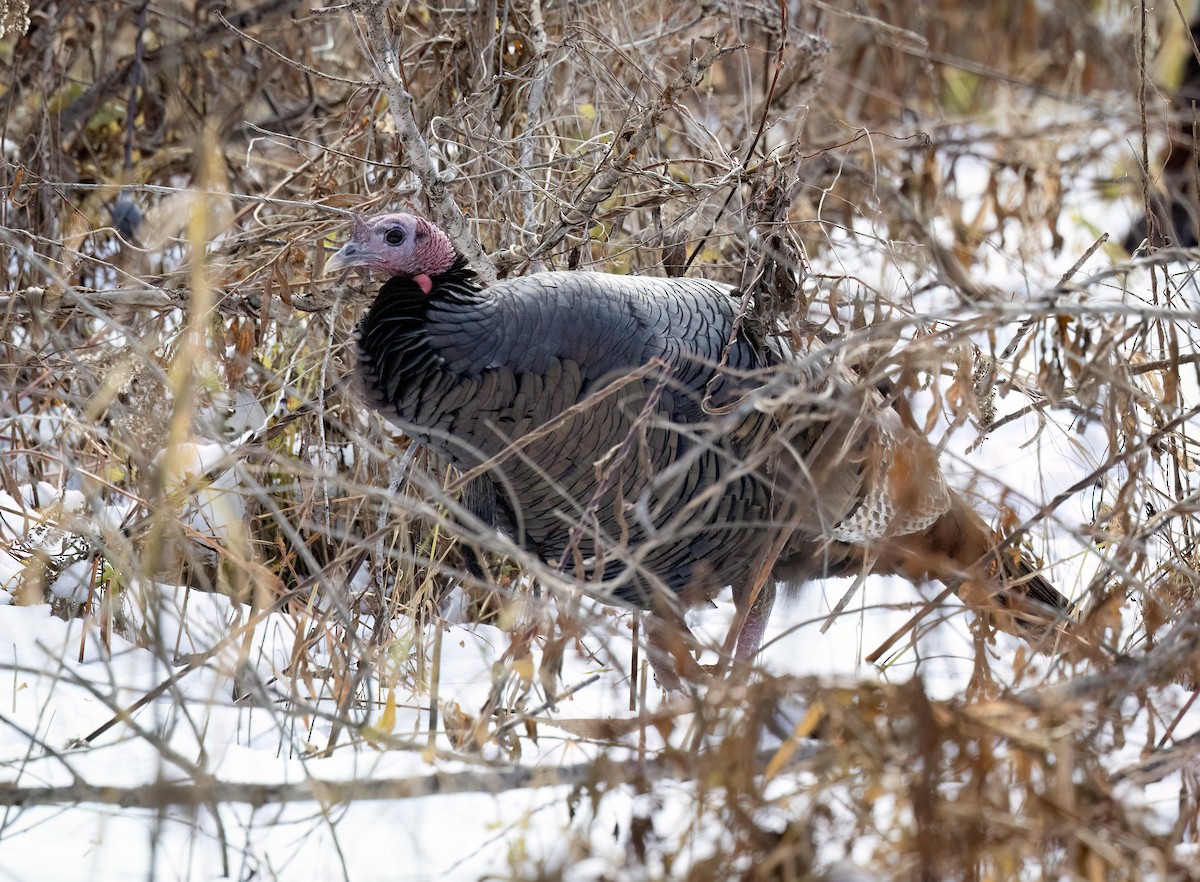 火雞 - ML645455499