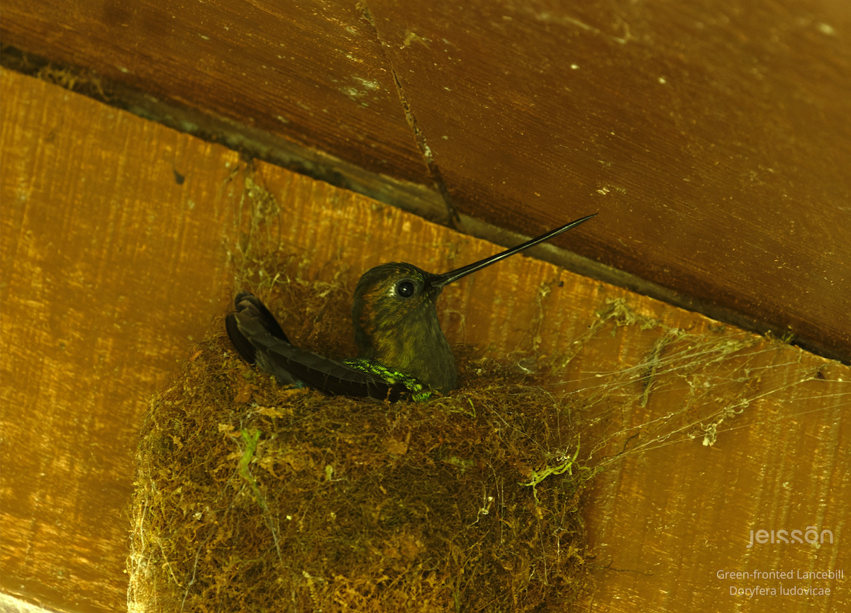 Green-fronted Lancebill - ML645455508