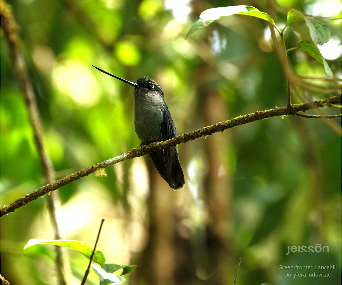 Green-fronted Lancebill - ML645455509