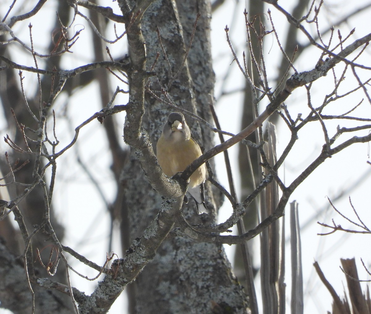 Evening Grosbeak - ML645455513