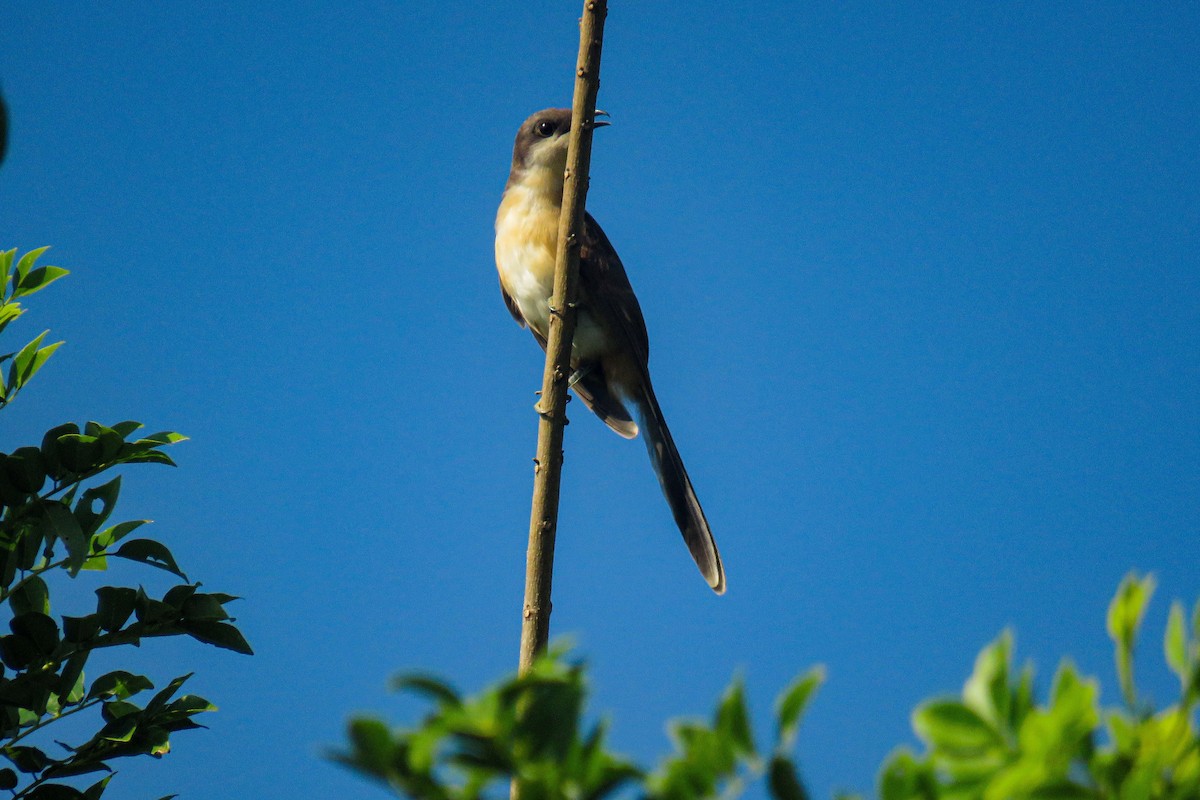 Кукліло бурий - ML645455516