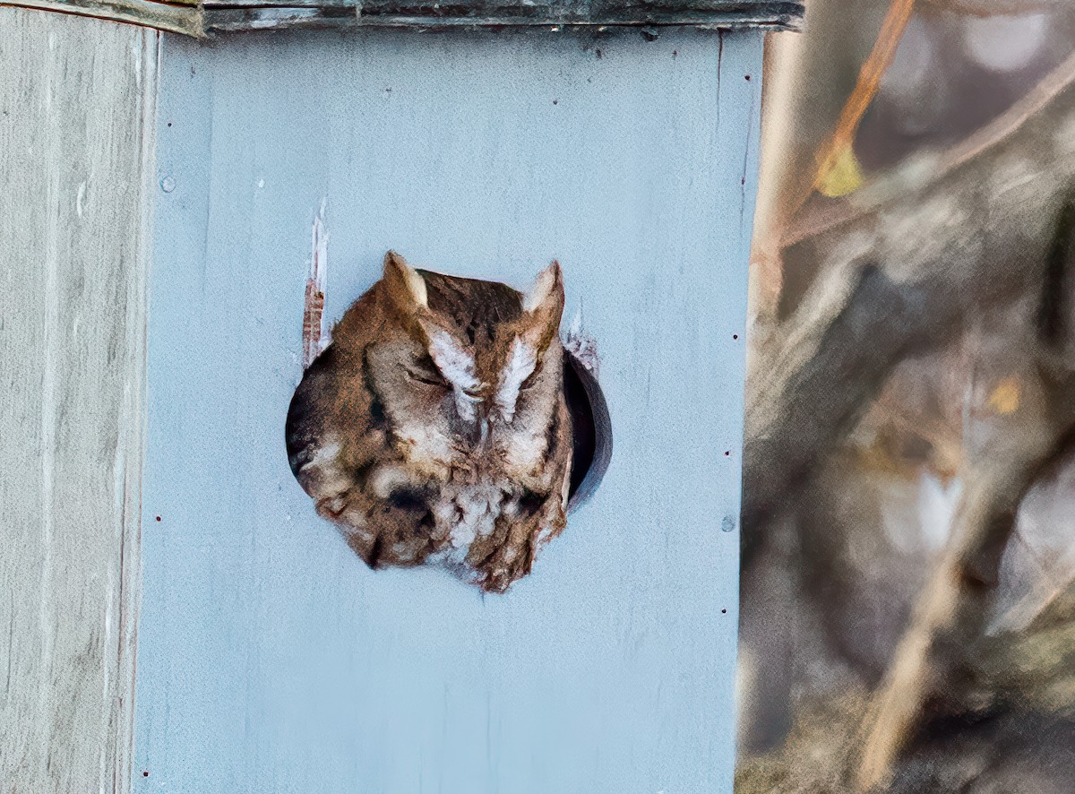 Eastern Screech-Owl - ML645455518