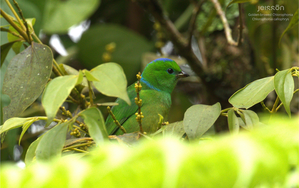 Golden-browed Chlorophonia - ML645455519