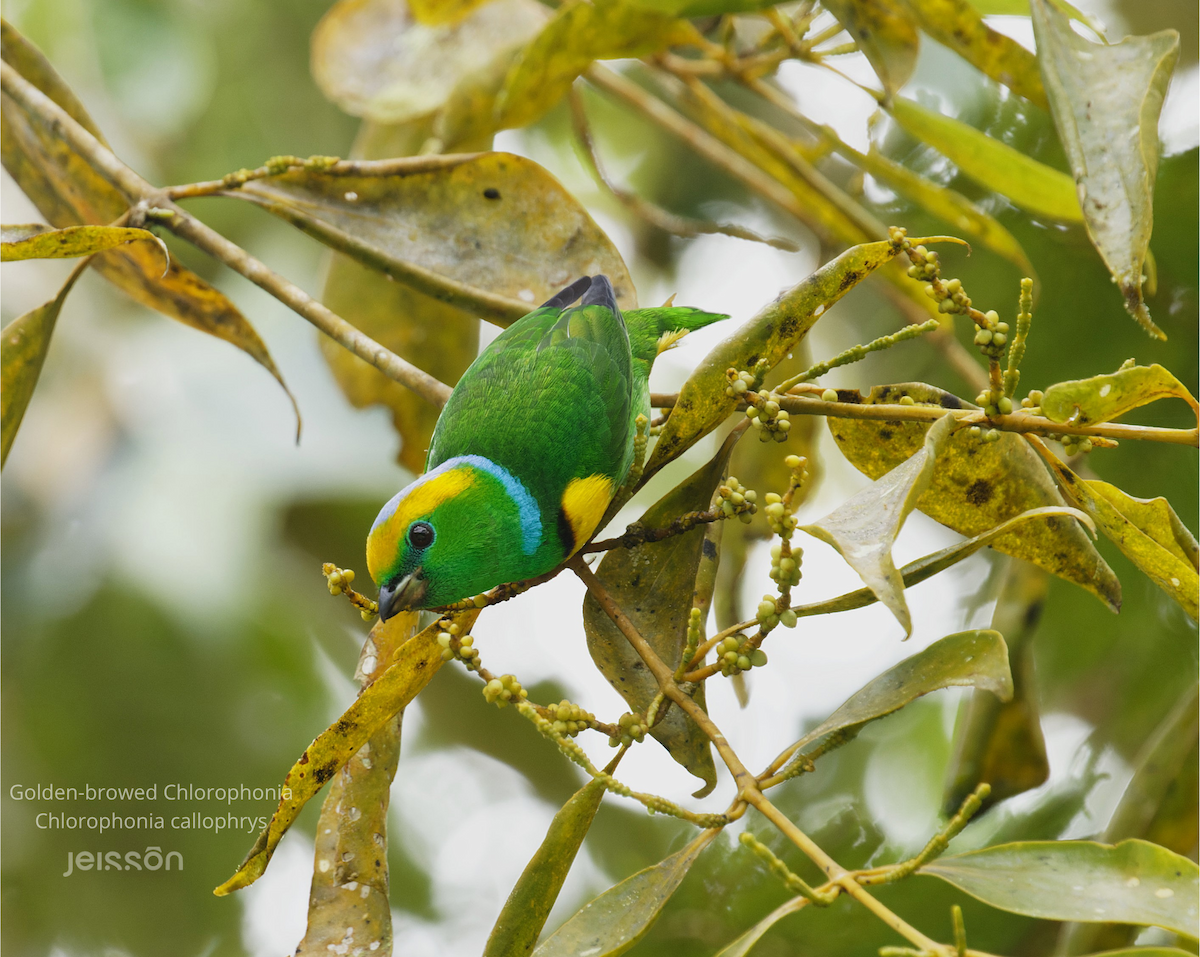 Golden-browed Chlorophonia - ML645455520
