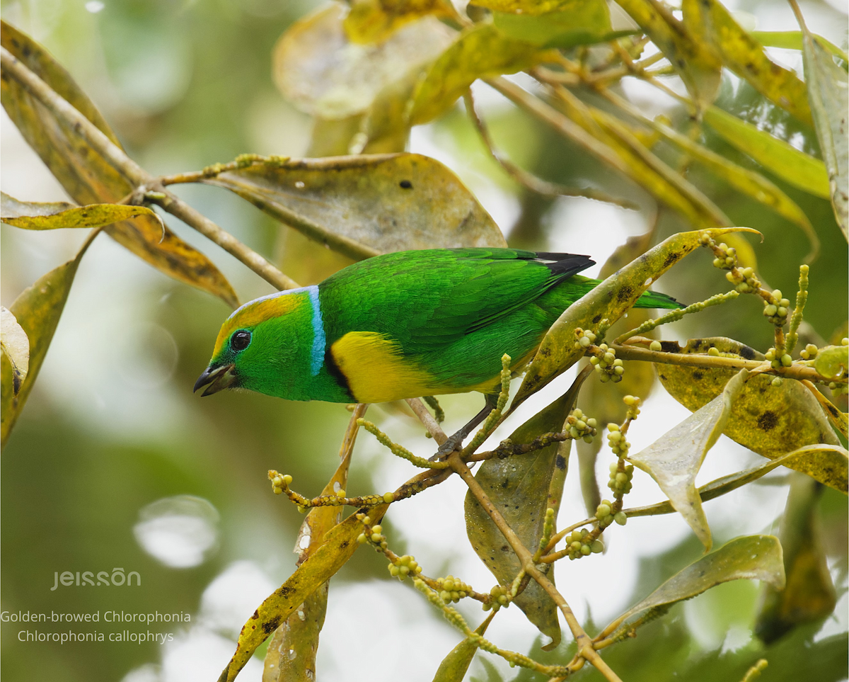 Golden-browed Chlorophonia - ML645455521