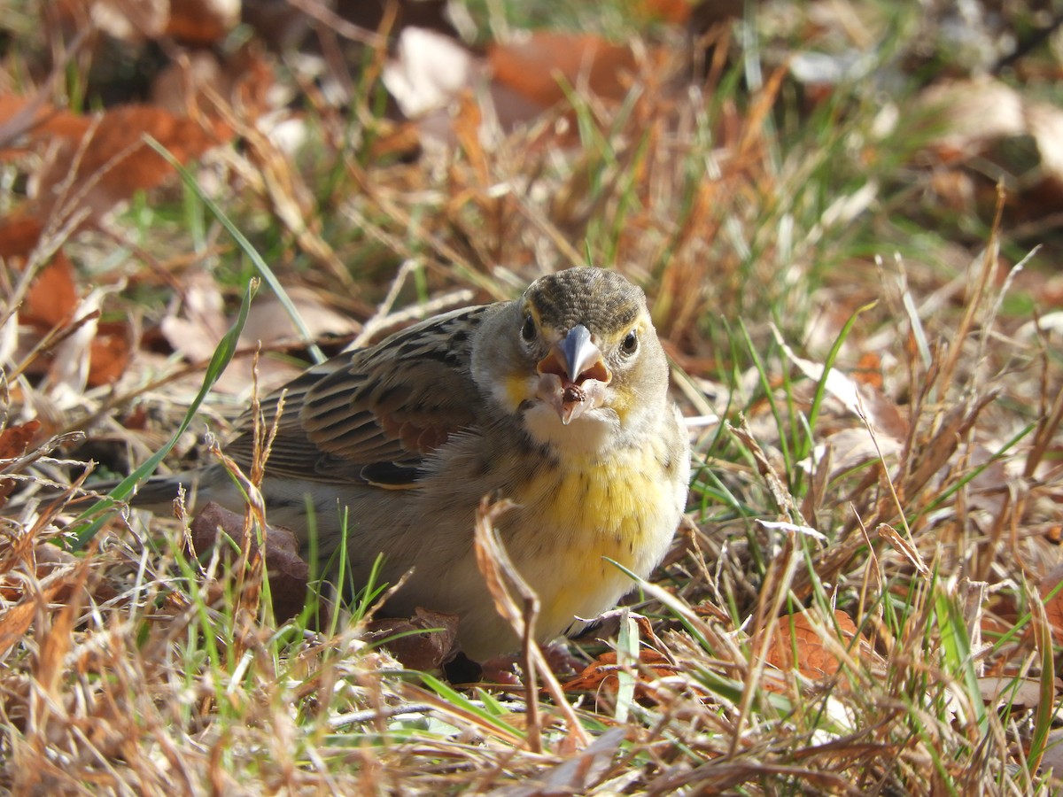 Dickcissel - ML645455523