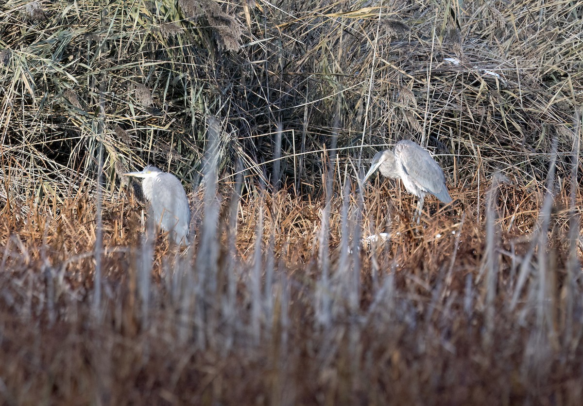 Great Blue Heron - ML645455533