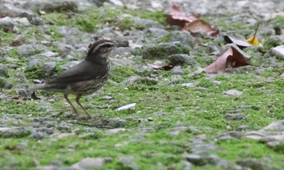 Northern Waterthrush - ML645455536