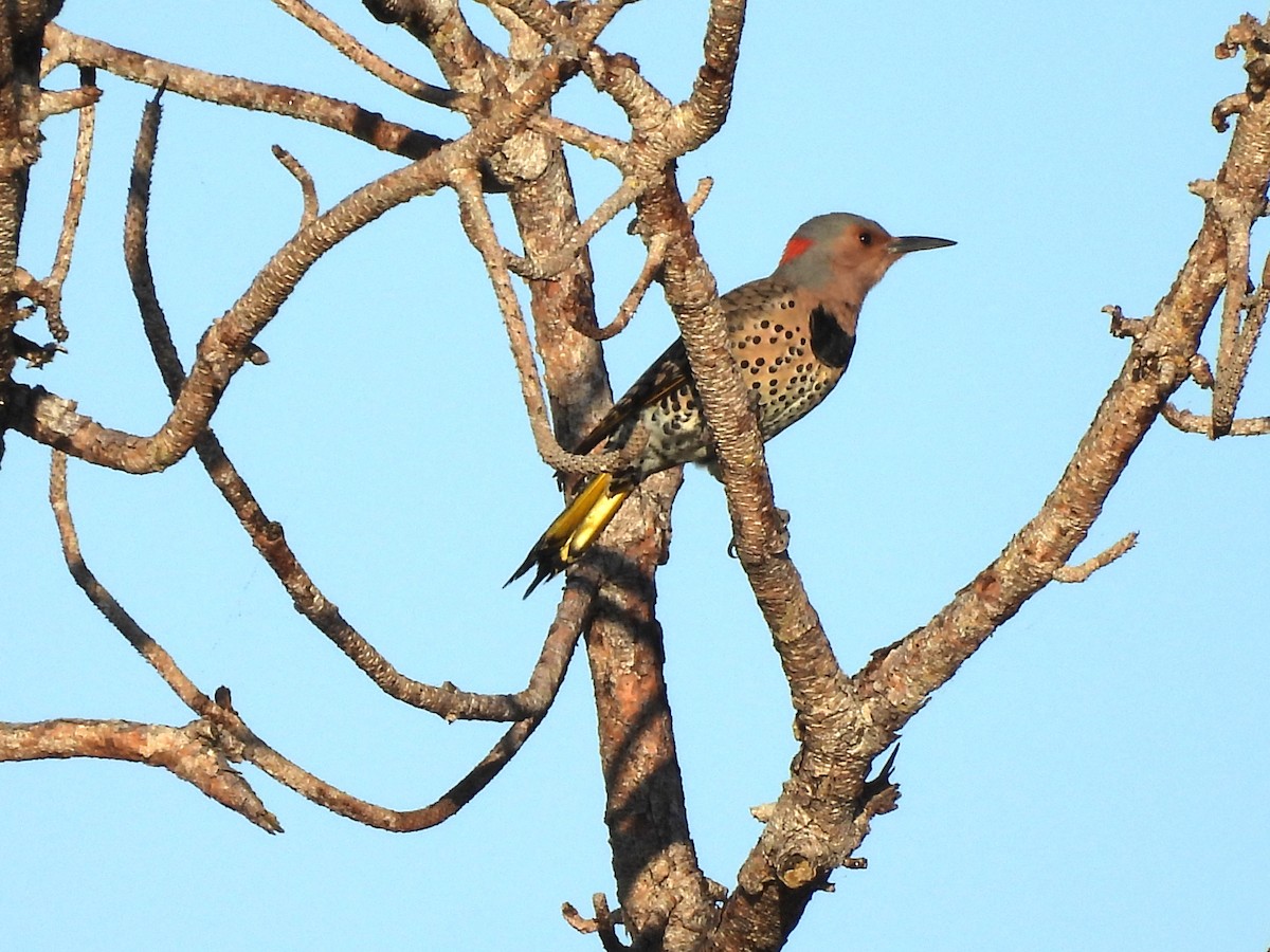 Northern Flicker - ML645455537