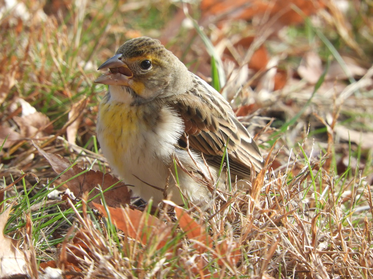 Dickcissel - ML645455546