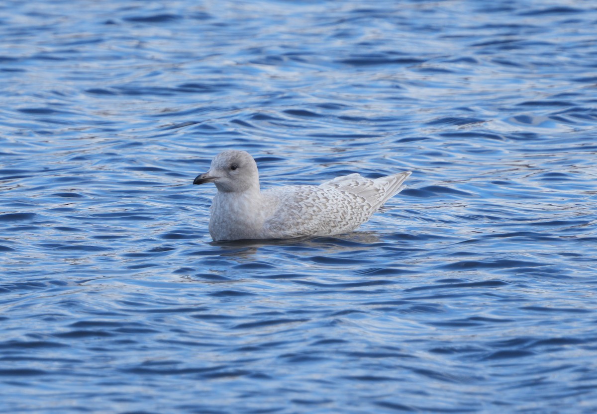 Iceland Gull - ML645455557