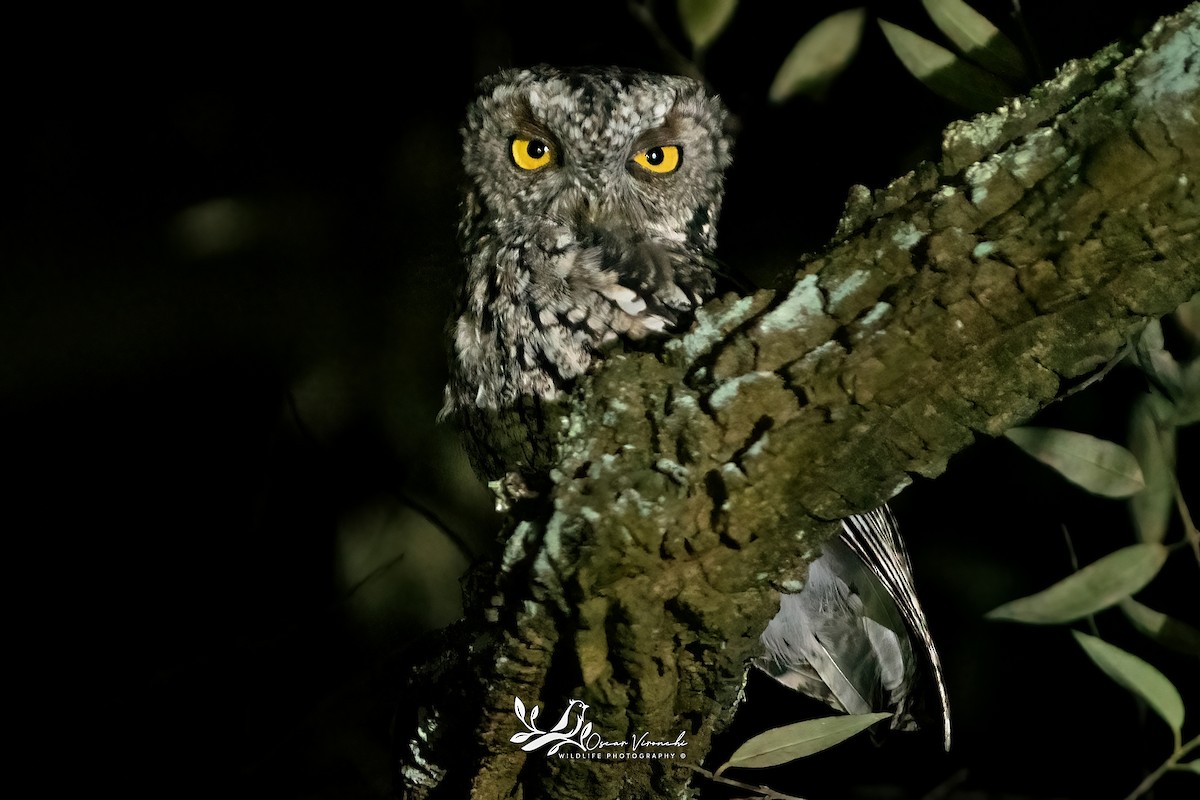 Whiskered Screech-Owl - ML645455558