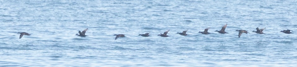 turpan žlutozobý - ML645455559