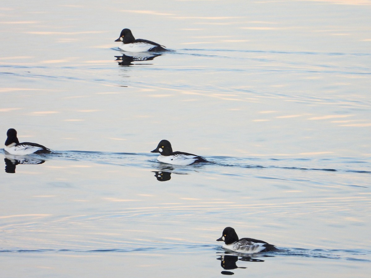 Common Goldeneye - ML645455560
