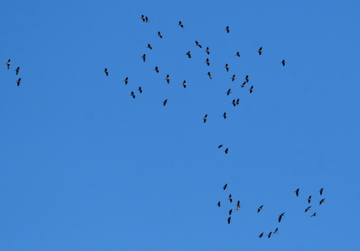 灰鶴 - ML645455563