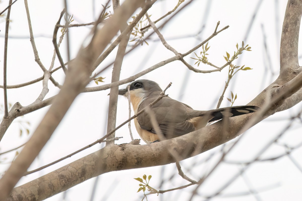 Кукліло бурий - ML645455578