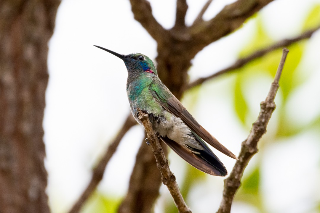 White-vented Violetear - ML645455579