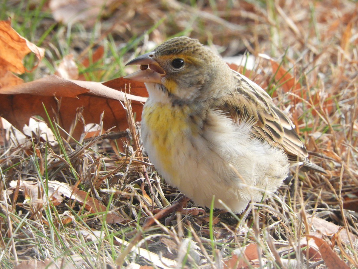 Dickcissel - ML645455580