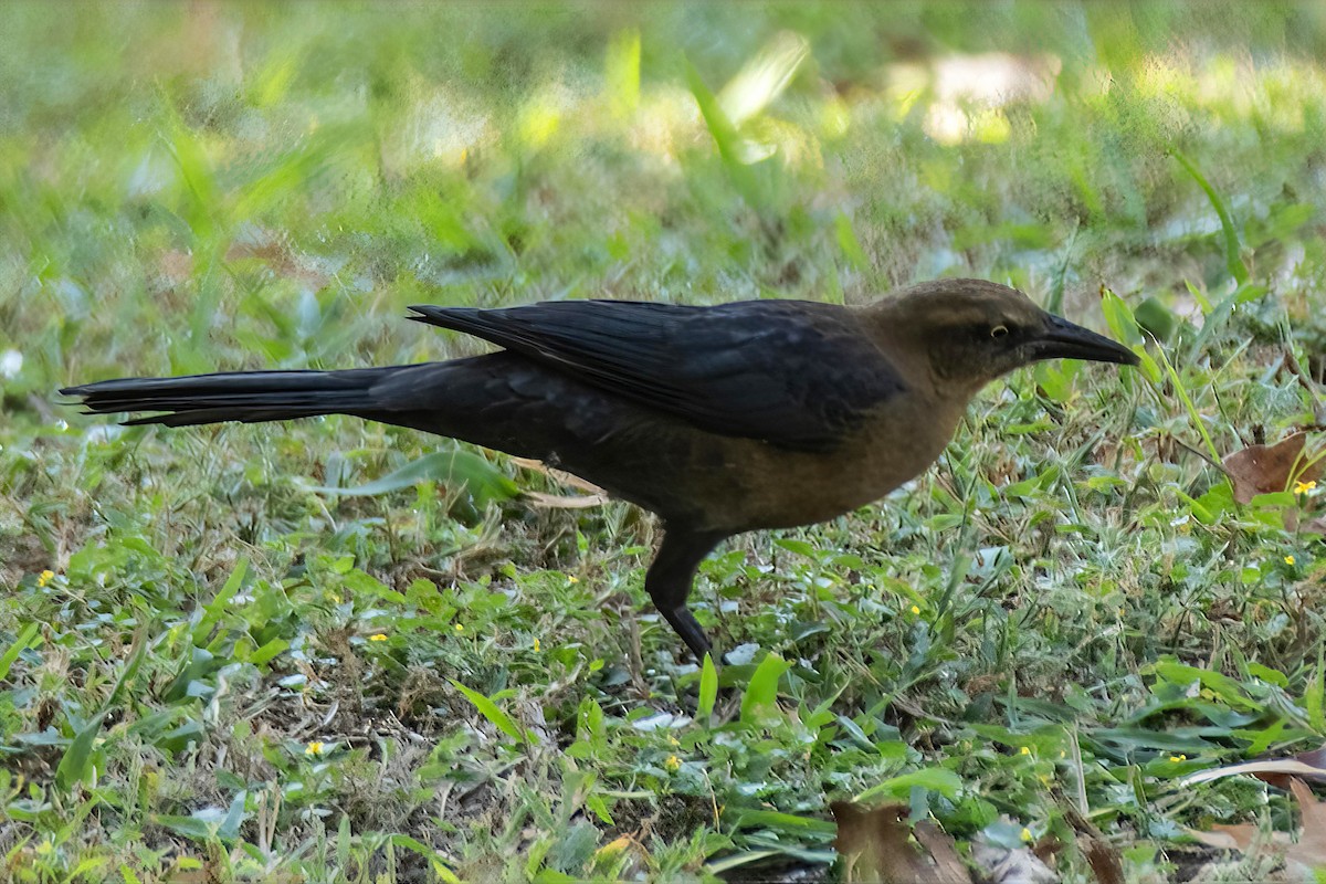 Great-tailed Grackle - ML645455585