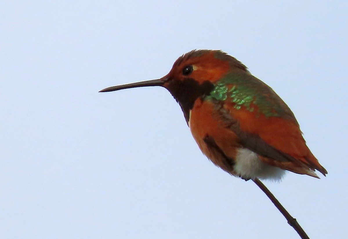 Allen's Hummingbird - ML645455600
