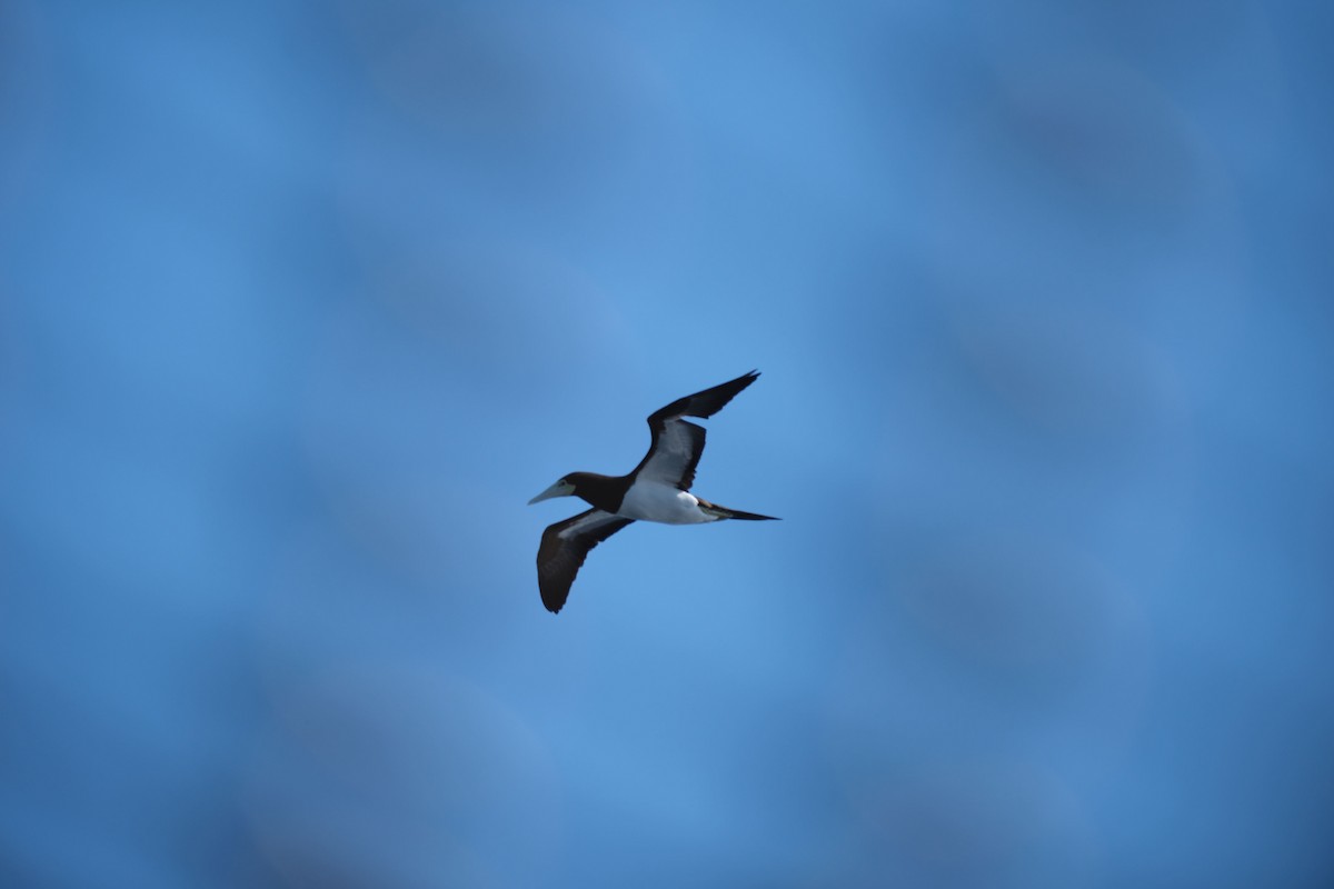 brunsule - ML645455607