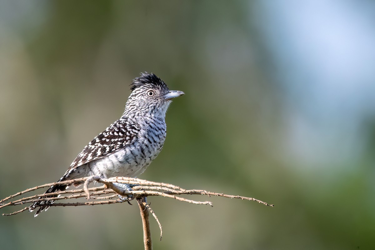 Batará Barrado - ML645455610